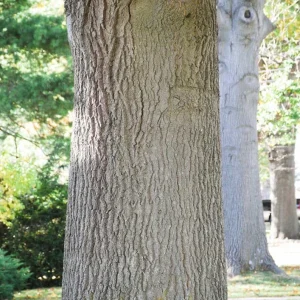 Pin Oak Tree Live Plant – 12-18