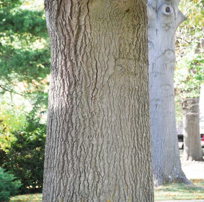 Pin Oak Tree Live Plant – 12-18" Tall Seedling – 4" Pot – Outdoor - Image 9