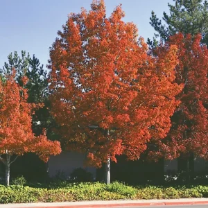 Pin Oak Tree Live Plant – 12-18" Tall Seedling – 4" Pot – Outdoor - Image 1