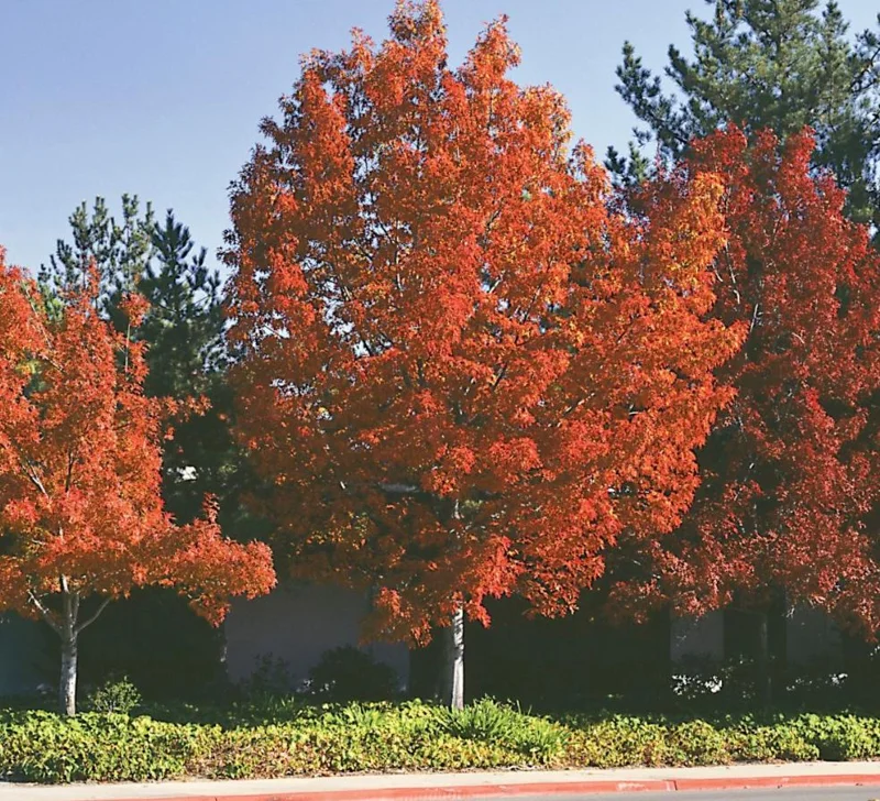 Pin Oak Tree Live Plant – 12-18" Tall Seedling – 4" Pot – Outdoor - Image 1