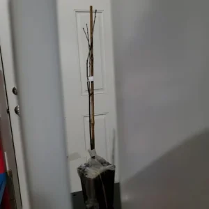 Pin Oak Tree Live Plant – Vibrant Fall Color, 12-18 Inch Tall, Quart Pot, Outdoor Shade Tree - Image 5