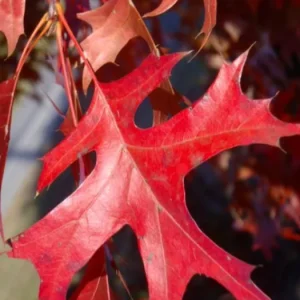 Pin Oak Tree Live Plant – Vibrant Fall Color, 12-18 Inch Tall, Quart Pot, Outdoor Shade Tree - Image 6