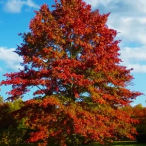 Pin Oak Tree Live Plant – Vibrant Fall Color, 12-18 Inch Tall, Quart Pot, Outdoor Shade Tree - Image 1