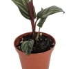 Pin Stripe Prayer Plant - Calathea Ornata Live Houseplant - 2.5 inch Pot - Image 1