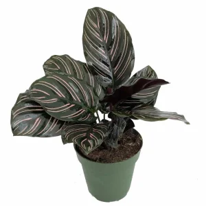Pin Stripe Prayer Plant - Calathea Ornata Live Houseplant - 2.5 inch Pot - Image 2