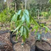 Pina Colada Mango Tree Grafted Live Plant – 2-4 Feet Tall – Tropical Fruit - Image 1