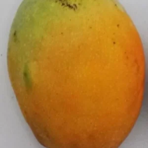 Pina Colada Mango Tree Grafted Live Plant – 2-4 Feet Tall – Tropical Fruit - Image 2