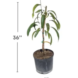 Pina Colada Mango Tree Grafted Live Plant – 2-4 Feet Tall – Tropical Fruit - Image 3