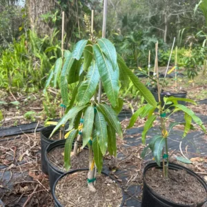 Pina Colada Mango Tree Grafted Live Plant – 2-4 Feet Tall – Tropical Fruit - Image 1