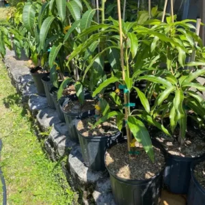 Pina Colada Mango Tree Grafted Live Plant – 2-4 Feet Tall – Tropical Fruit - Image 4