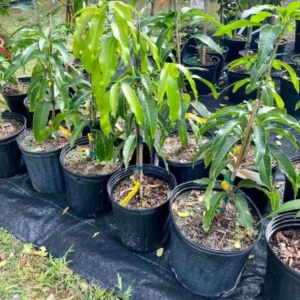 Pina Colada Mango Tree Grafted Live Plant – 2-4 Feet Tall – Tropical Fruit - Image 5