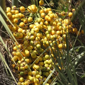 Pindo Palm Live Plant – Cold Hardy Jelly Palm – 3 Gallon Pot – Edible Fruit – Outdoor - Image 10