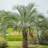 Pindo Palm Live Plant – Cold Hardy Jelly Palm – 3 Gallon Pot – Edible Fruit – Outdoor - Image 1