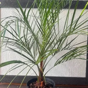 Pindo Palm Live Plant – Cold Hardy Jelly Palm – 3 Gallon Pot – Edible Fruit – Outdoor - Image 2