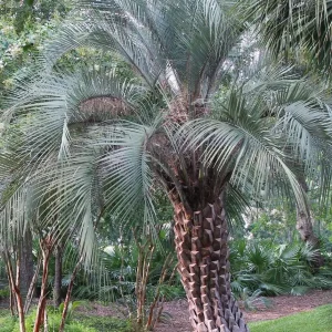 Pindo Palm Live Plant – Cold Hardy Jelly Palm – 3 Gallon Pot – Edible Fruit – Outdoor - Image 3