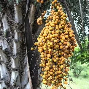 Pindo Palm Live Plant – Cold Hardy Jelly Palm – 3 Gallon Pot – Edible Fruit – Outdoor - Image 7