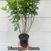 Pineapple Guava Live Plant - Acca Sellowiana Fruit Shrub for Edible & Ornamental Gardens - Image 1