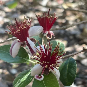 Pineapple Guava Live Plant - Acca Sellowiana Fruit Shrub for Edible & Ornamental Gardens - Image 2