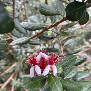 Pineapple Guava Live Plant - Acca Sellowiana Fruit Shrub for Edible & Ornamental Gardens - Image 5