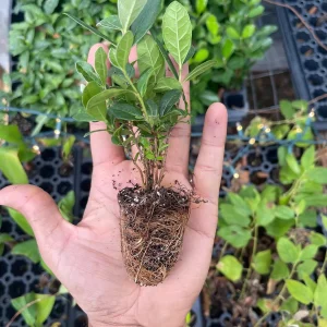 Pineapple Guava Live Plant - Acca Sellowiana Fruit Shrub for Edible & Ornamental Gardens - Image 6