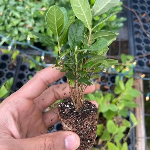 Pineapple Guava Live Plant - Acca Sellowiana Fruit Shrub for Edible & Ornamental Gardens - Image 7