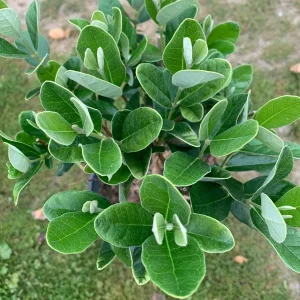 Pineapple Guava Live Plant (Feijoa Sellowiana) 2-3 Ft Tall in 3 Gal Pot - Image 3