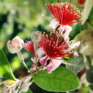 Pineapple Guava Live Plant (Feijoa Sellowiana) 3-4 Ft Tall, 7 Gal Pot - Image 1