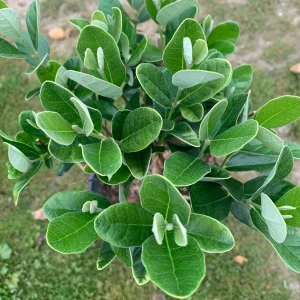 Pineapple Guava Live Plant (Feijoa Sellowiana) 3-4 Ft Tall, 7 Gal Pot - Image 3