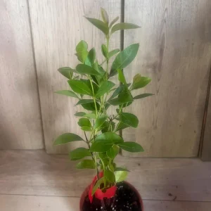 Pineapple Guava Live Plant – Feijoa Sellowiana – 4 inch Pot – Outdoor Fruit Shrub - Image 3
