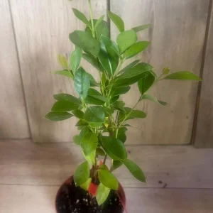 Pineapple Guava Live Plant – Feijoa Sellowiana – 4 inch Pot – Outdoor Fruit Shrub - Image 6