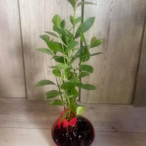 Pineapple Guava Live Plant – Feijoa Sellowiana – 4 inch Pot – Outdoor Fruit Shrub - Image 7