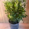 Pineapple Guava Live Plant - Feijoa Sellowiana in 10-inch Pot, Edible Fruit Tree - Image 1