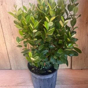 Pineapple Guava Live Plant - Feijoa Sellowiana in 10-inch Pot, Edible Fruit Tree - Image 4