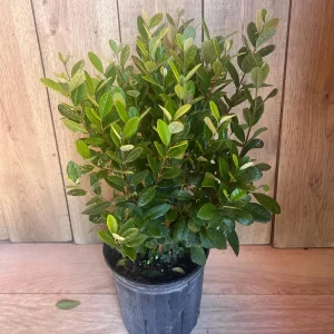 Pineapple Guava Live Plant - Feijoa Sellowiana in 10-inch Pot, Edible Fruit Tree - Image 5