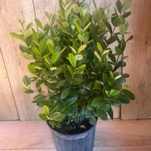 Pineapple Guava Live Plant - Feijoa Sellowiana in 10-inch Pot, Edible Fruit Tree - Image 7