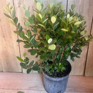 Pineapple Guava Live Plant - Feijoa Sellowiana in 10-inch Pot, Edible Fruit Tree - Image 8