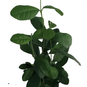 Pineapple Guava Plant - Feijoa Acca sellowiana Live Shrub - 4 inch Pot - Image 2