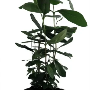 Pineapple Guava Plant - Feijoa Acca sellowiana Live Shrub - 4 inch Pot - Image 1