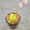 Pinguicula Primuliflora Butterwort Plant - Carnivorous Primrose, 3 inch Pot, Indoor/Outdoor - Image 1
