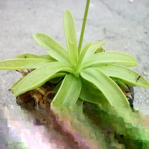 Pinguicula Primuliflora Butterwort Plant - Carnivorous Primrose, 3 inch Pot, Indoor/Outdoor - Image 3