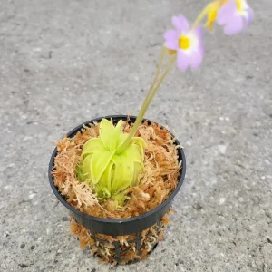 Pinguicula Primuliflora Butterwort Plant - Carnivorous Primrose, 3 inch Pot, Indoor/Outdoor - Image 1