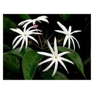Pink Angelwing Jasmine Live Plant - Jasminum Nitidum Fragrant Vine, White Blooms - Image 2