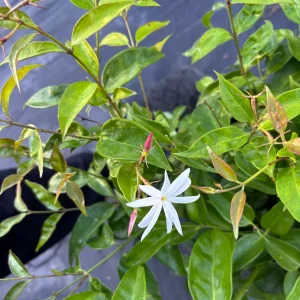 Pink Angelwing Jasmine Live Plant - Jasminum Nitidum Fragrant Vine, White Blooms - Image 8