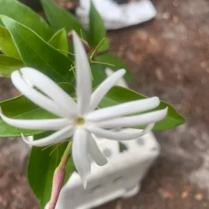 Pink Angelwing Star Jasmine Live Plant - Fragrant White Blooms, Vine - Image 3