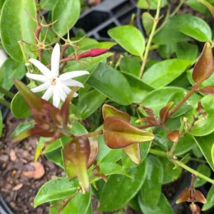 Pink Angelwing Star Jasmine Live Plant - Fragrant White Blooms, Vine - Image 5
