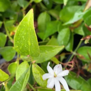 Pink Angelwing Star Jasmine Live Plant - Fragrant White Blooms, Vine - Image 6