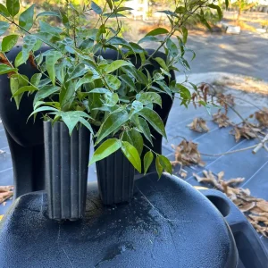 Pink Angelwing Star Jasmine Live Plant - Fragrant White Blooms, Vine - Image 9