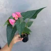 Pink Anthurium Live Plant – 4 inch Pot – Easy Care Indoor Flowering Houseplant - Image 1
