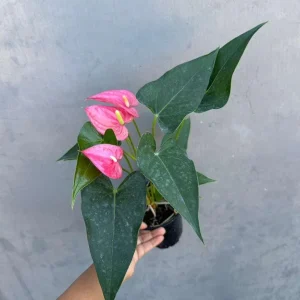 Pink Anthurium Live Plant – 4 inch Pot – Easy Care Indoor Flowering Houseplant - Image 3