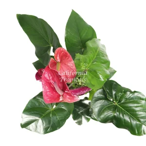 Pink Anthurium Live Plant – 6 inch Potted Houseplant – Indoor Flowering Plant - Image 2
